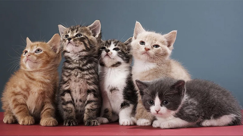 A cat's tongue has backward-facing hooks that help it clean bones.