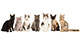 The International Cat Association recognizes 73 standardized cat breeds.
