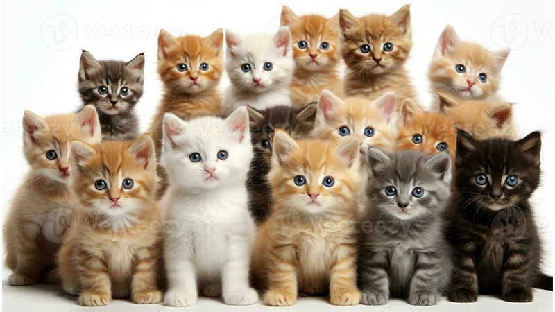 Cats' whiskers are highly sensitive touch receptors that help them sense vibrations in the air.