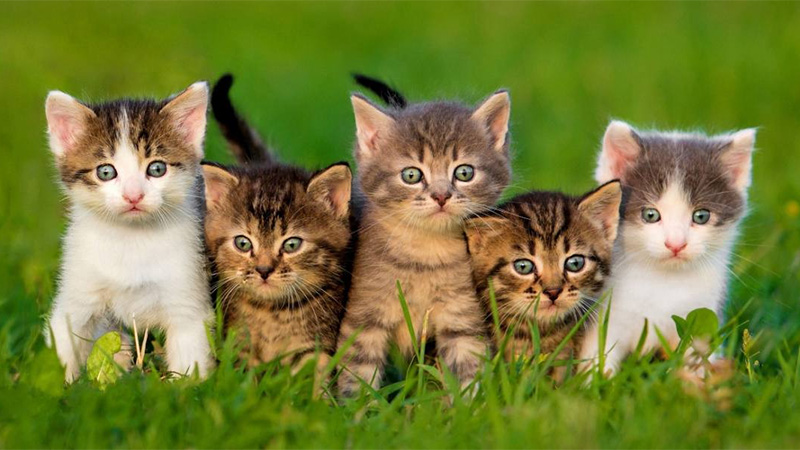 Cats can't taste sweet things.