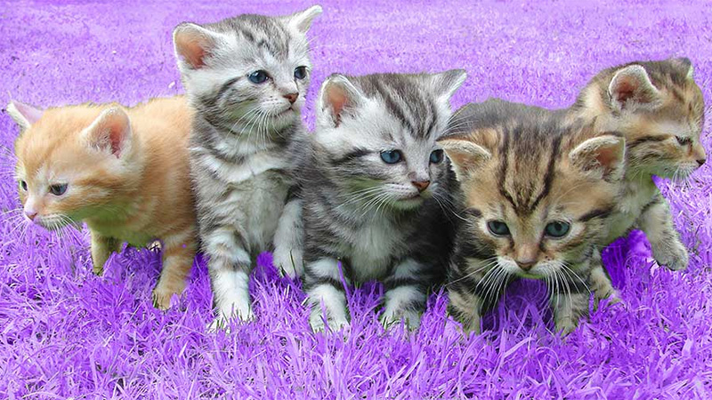 Cats can run up to 30 miles per hour.