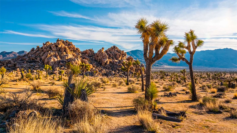 Joshua Tree National Park is characterized by rugged rock formations and stark desert landscapes.
