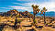 Joshua Tree National Park is characterized by rugged rock formations and stark desert landscapes.