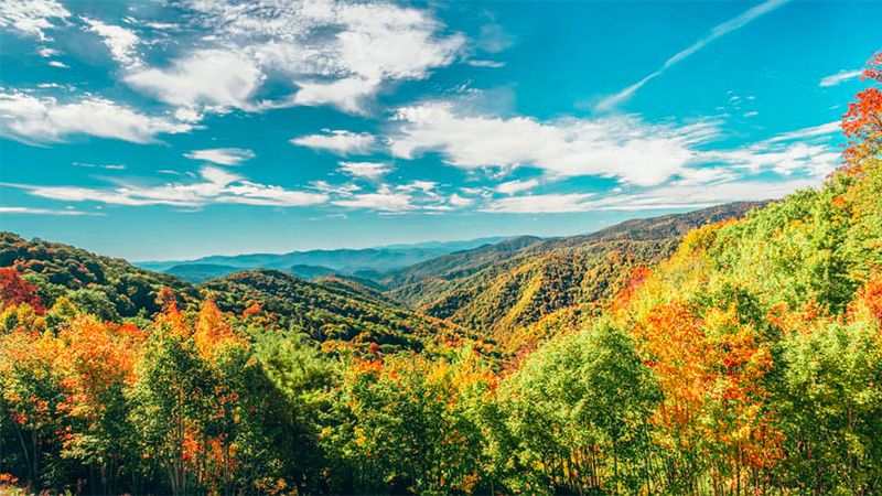 Great Smoky Mountains National Park encompasses lush forests and an abundance of wildflowers that bloom year-round.
